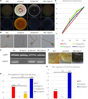 The Interpretation of the Role of a Polyketide Synthase ClPKS18 in the Pathogenicity of <mark class="highlighted">Curvularia</mark> lunata